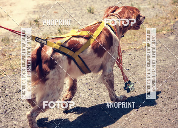 Buy your photos of the eventVai Tot Santa Maria on Fotop