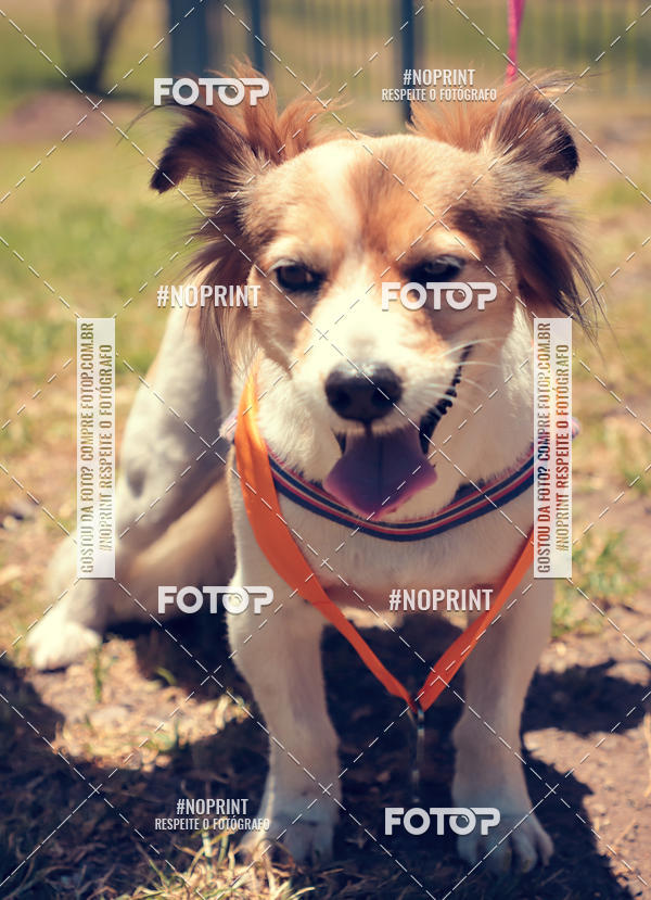 Buy your photos of the eventVai Tot Santa Maria on Fotop