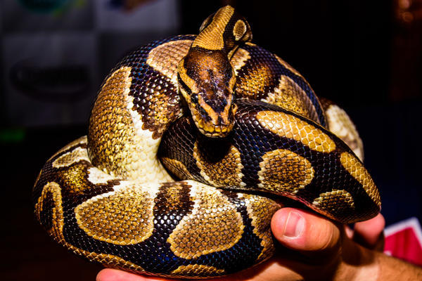 Buy your photos of the eventNR2 - English & Action 02 a 04/06/17 on Fotop