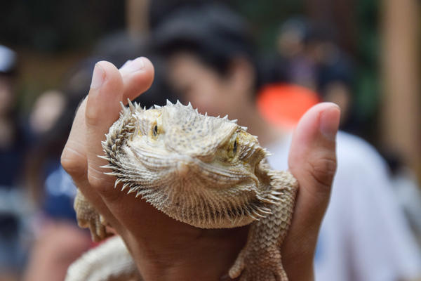 Buy your photos of the eventNR1 - English & Action 05 a 06/07/17 on Fotop