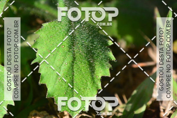 Compre suas fotos do evento2 Marathon Vale das Termas no Fotop