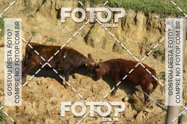 Buy your photos of the event2 Marathon Vale das Termas on Fotop