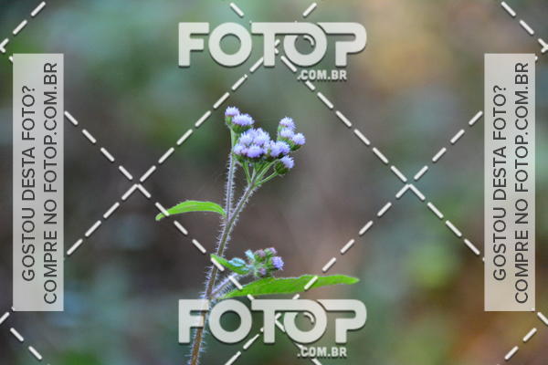 Buy your photos of the event2 Marathon Vale das Termas on Fotop