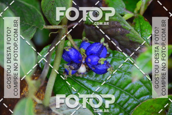 Buy your photos of the event2 Marathon Vale das Termas on Fotop