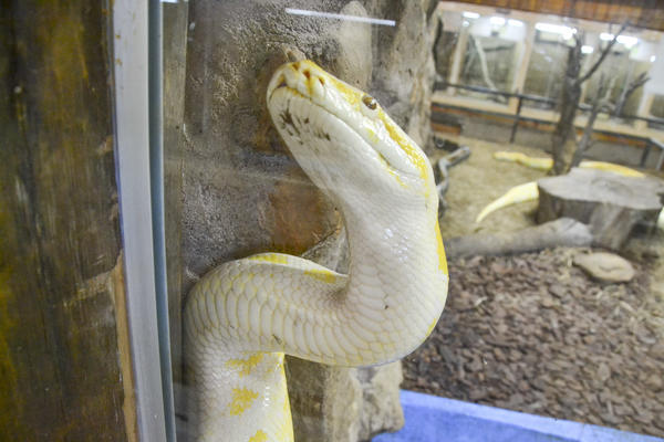 Buy your photos of the eventNR1 - Kids 17 a 23/07/17 on Fotop