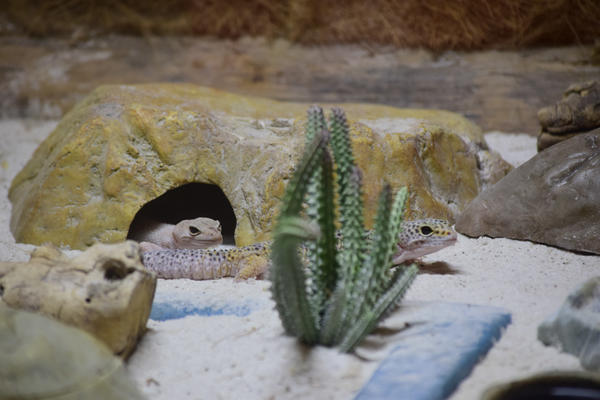 Buy your photos of the eventNR1 - Cl�ssico de 29 a 01/10/17 on Fotop