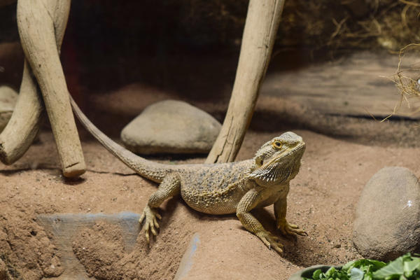 Buy your photos of the eventNR1 - Cl�ssico de 29 a 01/10/17 on Fotop