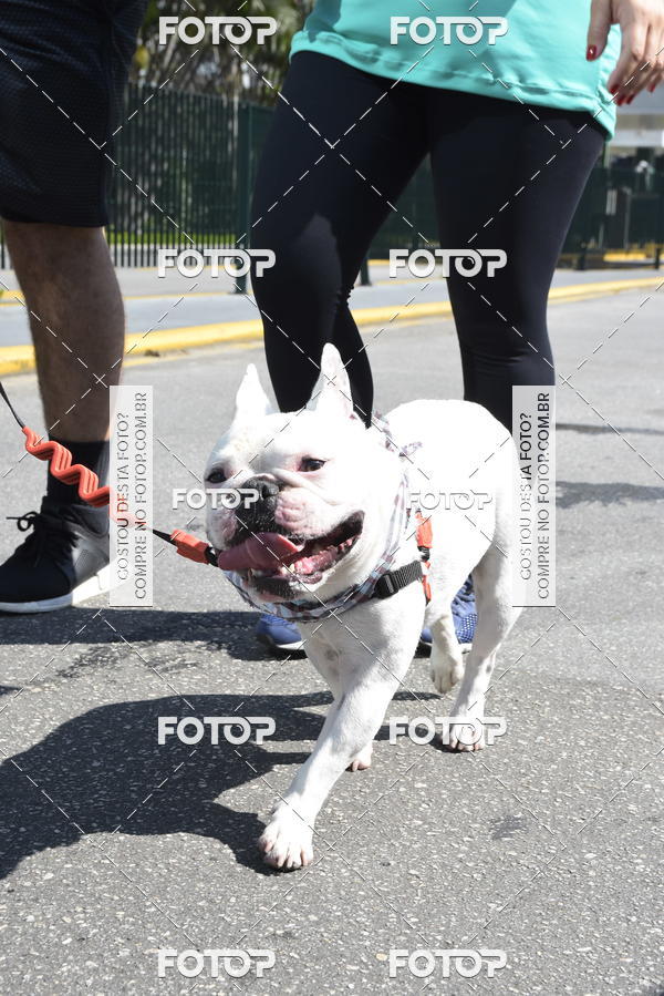 Buy your photos of the event2� Pet Run Shopping Eldorado  on Fotop