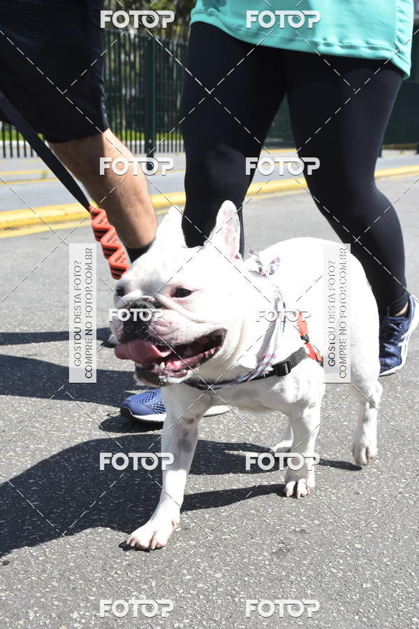 Buy your photos of the event2� Pet Run Shopping Eldorado  on Fotop