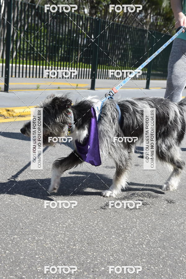 Buy your photos of the event2� Pet Run Shopping Eldorado  on Fotop