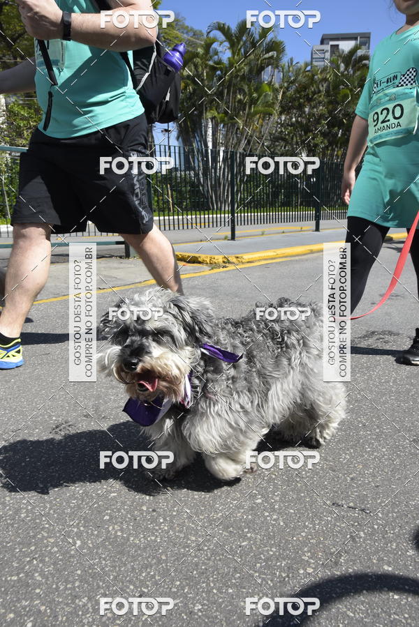 Buy your photos of the event2� Pet Run Shopping Eldorado  on Fotop