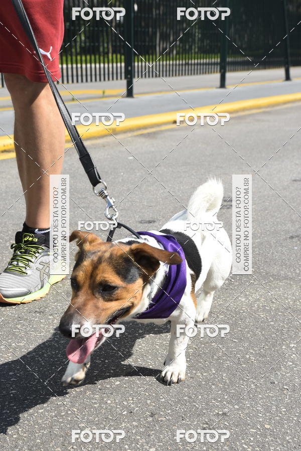 Buy your photos of the event2� Pet Run Shopping Eldorado  on Fotop