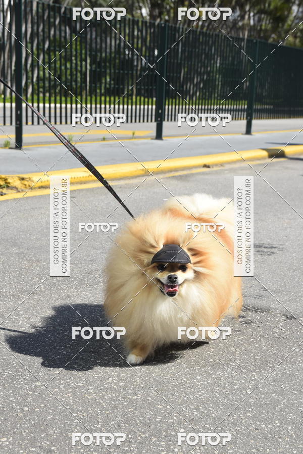 Buy your photos of the event2� Pet Run Shopping Eldorado  on Fotop