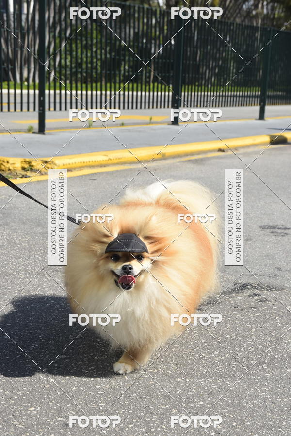 Buy your photos of the event2� Pet Run Shopping Eldorado  on Fotop