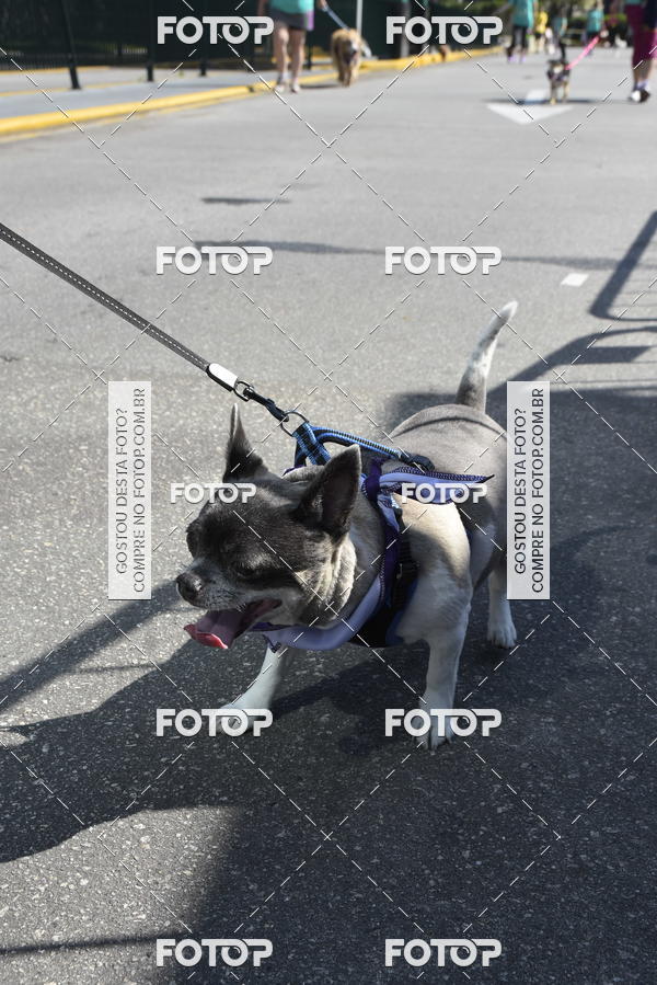 Buy your photos of the event2� Pet Run Shopping Eldorado  on Fotop