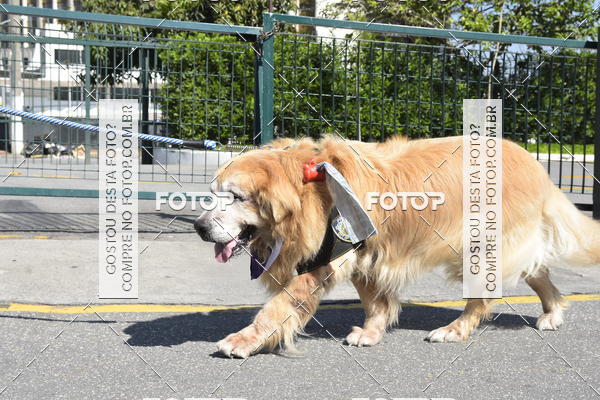 Buy your photos of the event2� Pet Run Shopping Eldorado  on Fotop