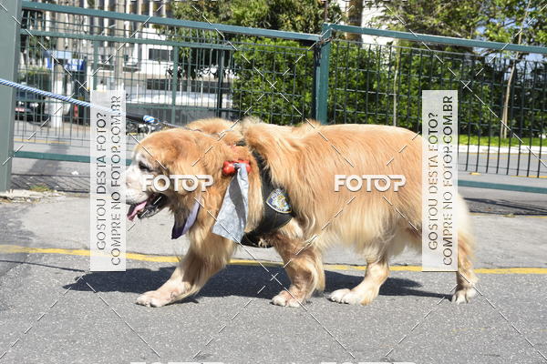 Buy your photos of the event2� Pet Run Shopping Eldorado  on Fotop
