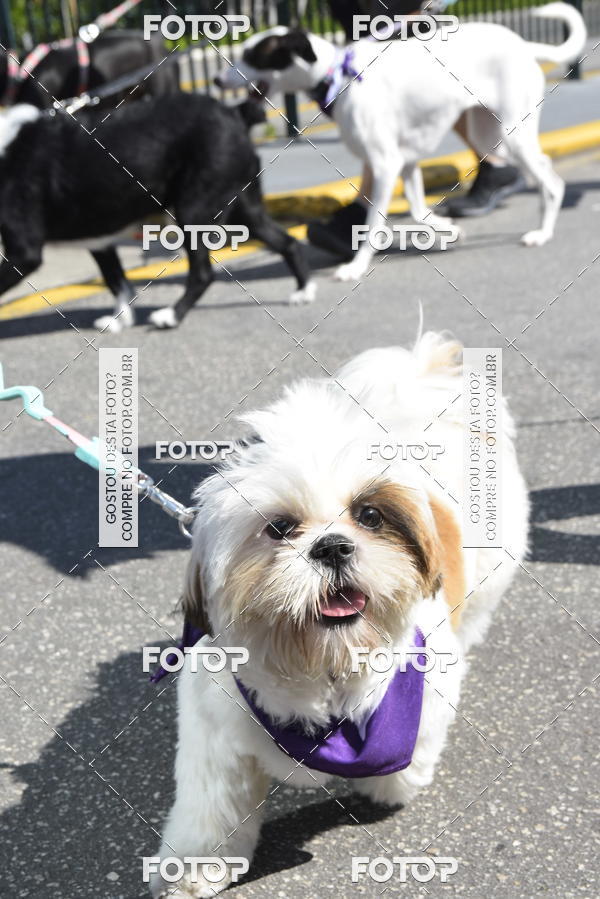 Buy your photos of the event2� Pet Run Shopping Eldorado  on Fotop