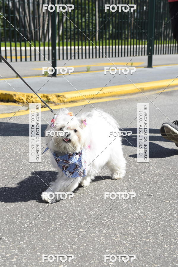 Buy your photos of the event2� Pet Run Shopping Eldorado  on Fotop