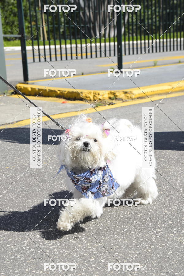 Buy your photos of the event2� Pet Run Shopping Eldorado  on Fotop