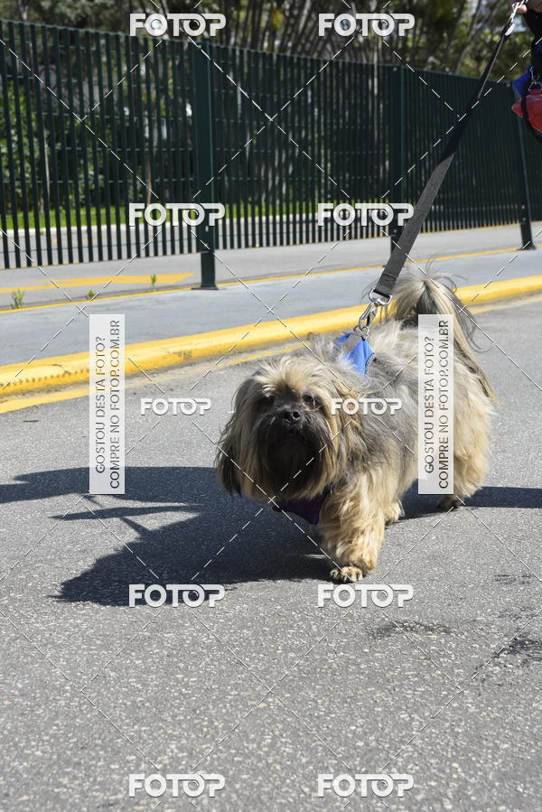 Buy your photos of the event2� Pet Run Shopping Eldorado  on Fotop