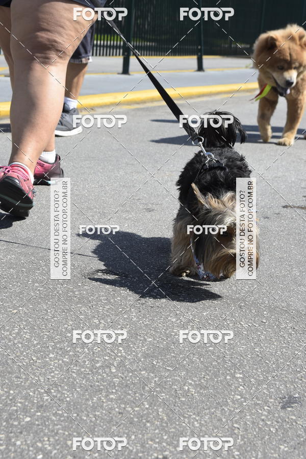 Buy your photos of the event2� Pet Run Shopping Eldorado  on Fotop