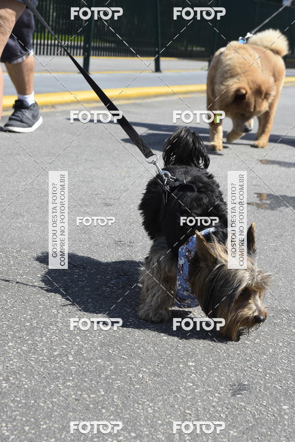 Buy your photos of the event2� Pet Run Shopping Eldorado  on Fotop