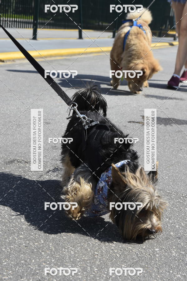 Buy your photos of the event2� Pet Run Shopping Eldorado  on Fotop