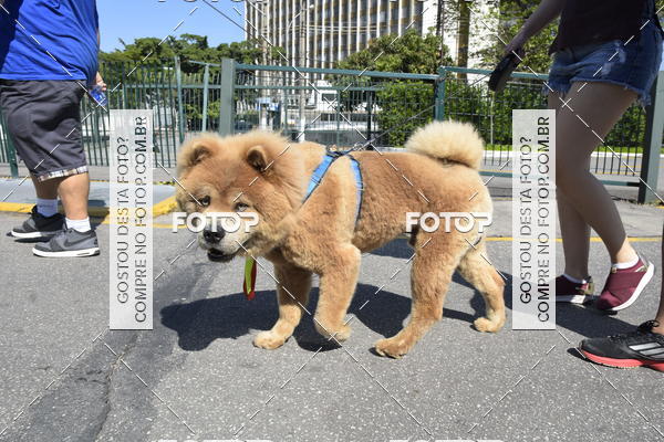 Buy your photos of the event2� Pet Run Shopping Eldorado  on Fotop