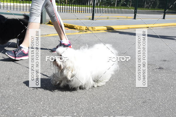 Buy your photos of the event2� Pet Run Shopping Eldorado  on Fotop