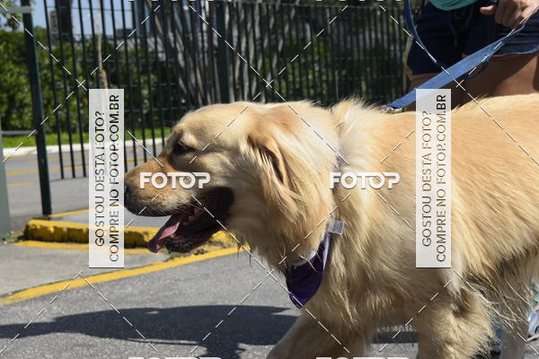 Buy your photos of the event2� Pet Run Shopping Eldorado  on Fotop