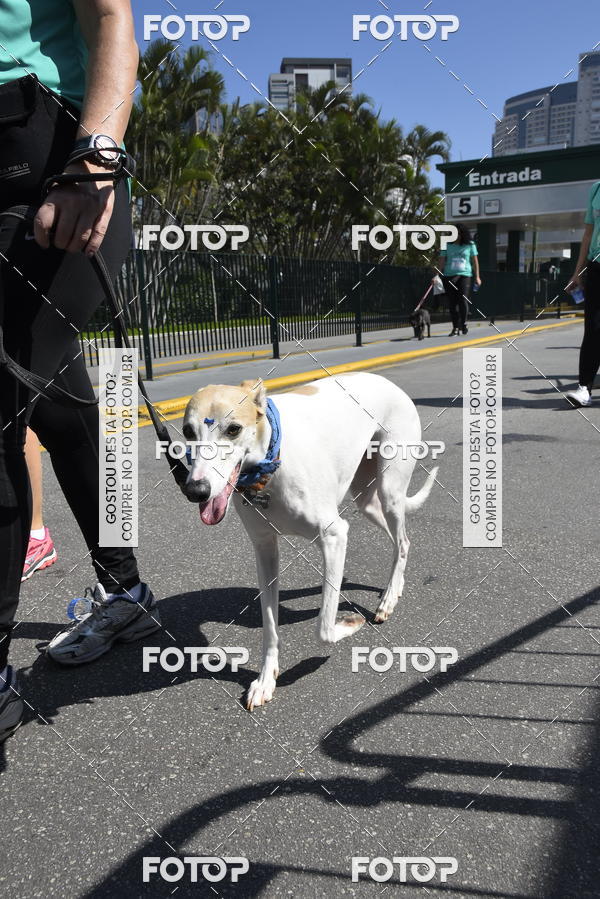 Buy your photos of the event2� Pet Run Shopping Eldorado  on Fotop