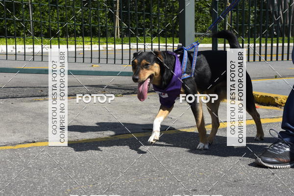 Buy your photos of the event2� Pet Run Shopping Eldorado  on Fotop