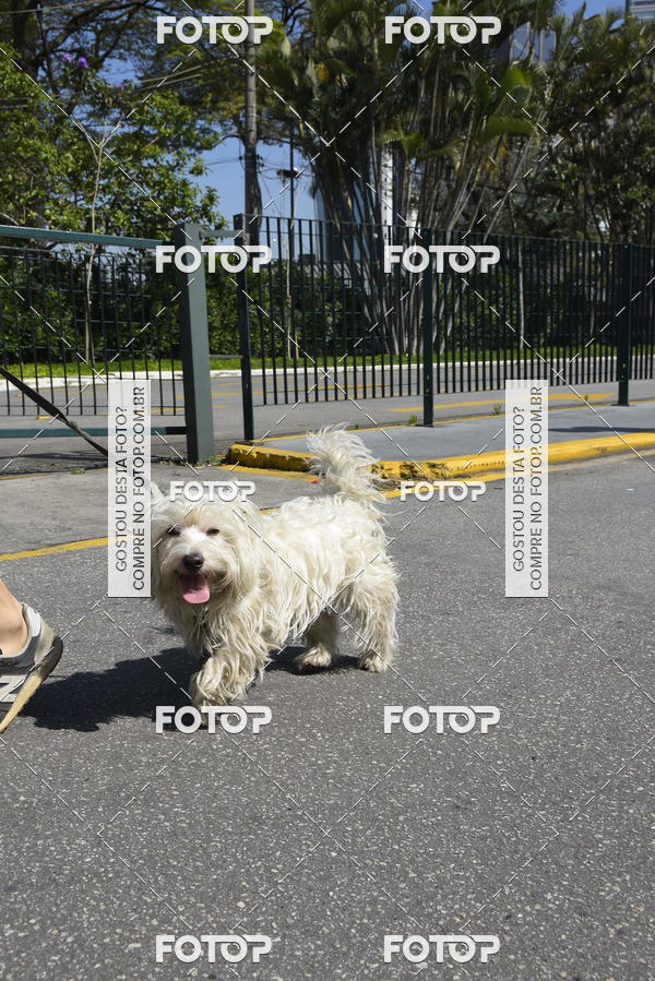 Buy your photos of the event2� Pet Run Shopping Eldorado  on Fotop