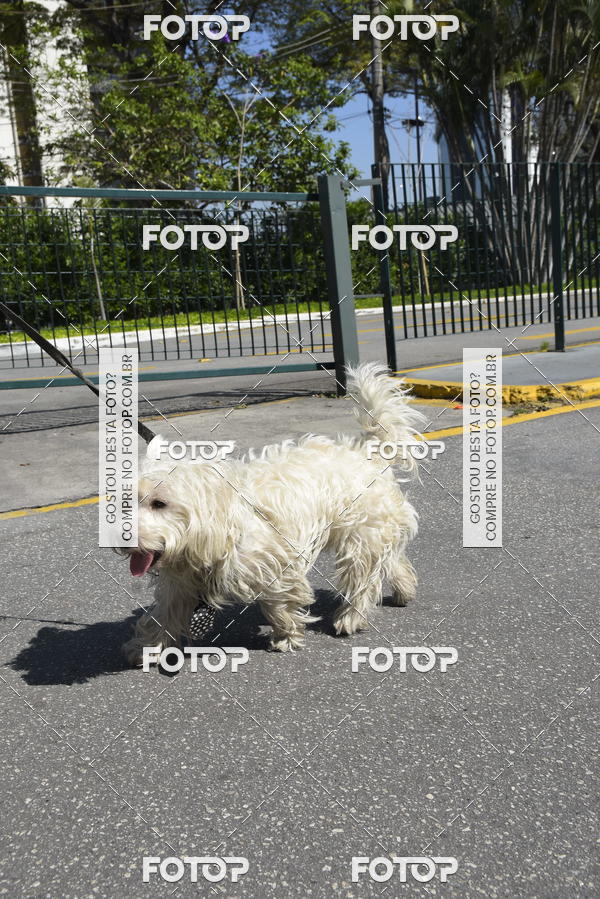 Buy your photos of the event2� Pet Run Shopping Eldorado  on Fotop