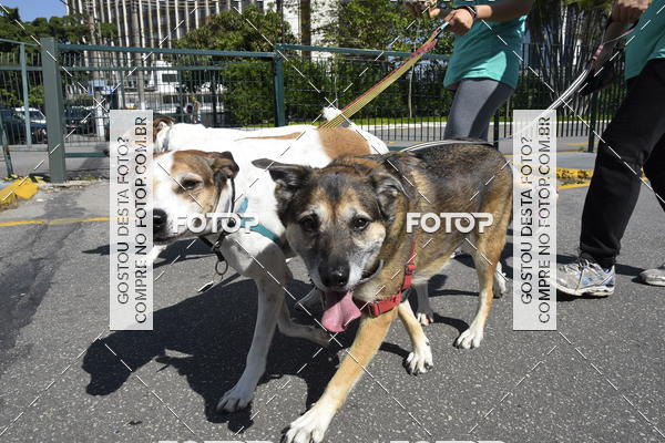 Buy your photos of the event2� Pet Run Shopping Eldorado  on Fotop