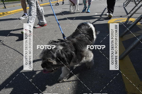 Buy your photos of the event2� Pet Run Shopping Eldorado  on Fotop