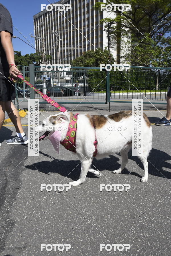 Buy your photos of the event2� Pet Run Shopping Eldorado  on Fotop