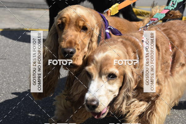 Buy your photos of the event2� Pet Run Shopping Eldorado  on Fotop