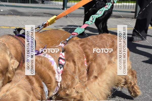 Buy your photos of the event2� Pet Run Shopping Eldorado  on Fotop