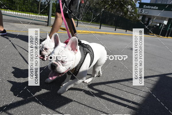 Buy your photos of the event2� Pet Run Shopping Eldorado  on Fotop