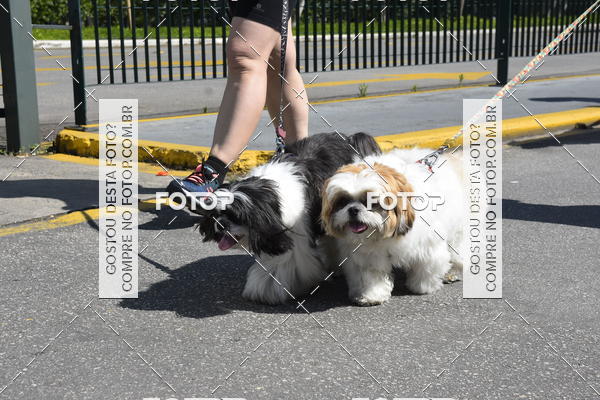 Buy your photos of the event2� Pet Run Shopping Eldorado  on Fotop