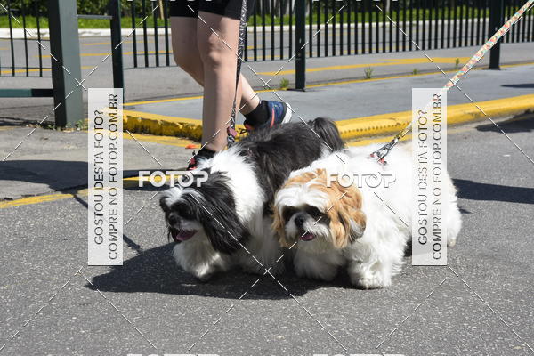 Buy your photos of the event2� Pet Run Shopping Eldorado  on Fotop