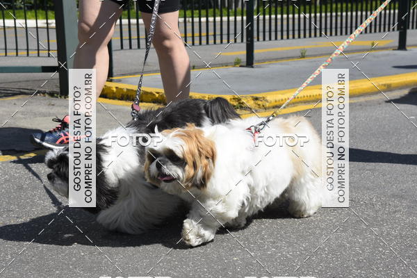 Buy your photos of the event2� Pet Run Shopping Eldorado  on Fotop