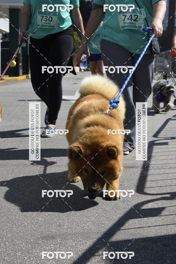 Buy your photos of the event2� Pet Run Shopping Eldorado  on Fotop