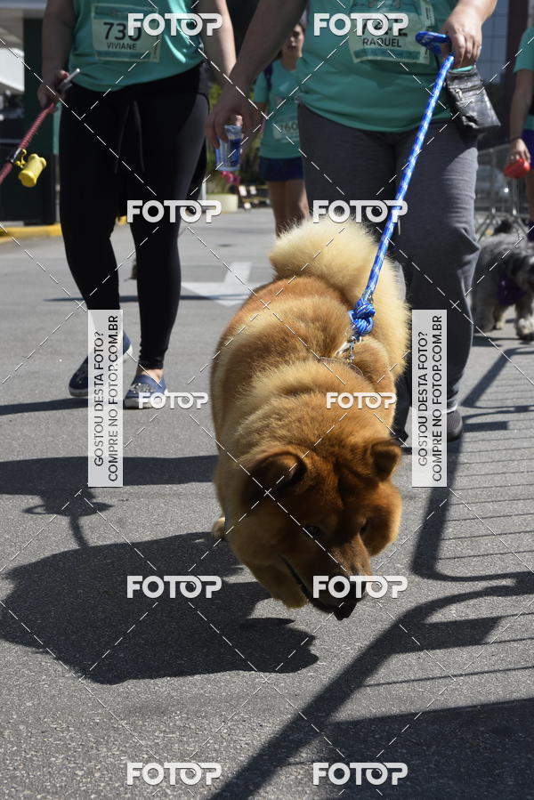 Buy your photos of the event2� Pet Run Shopping Eldorado  on Fotop