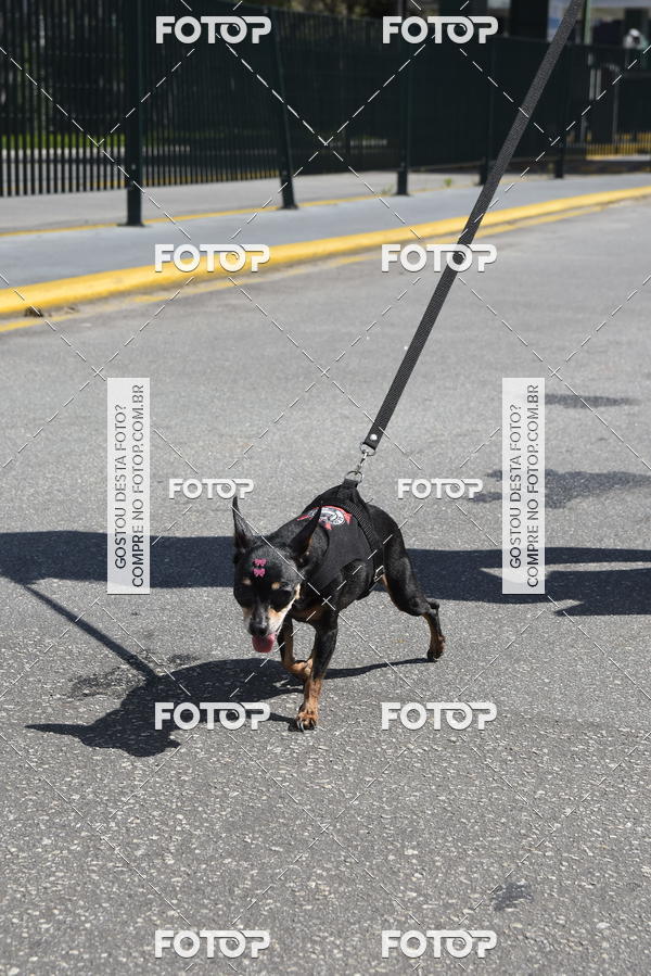 Buy your photos of the event2� Pet Run Shopping Eldorado  on Fotop