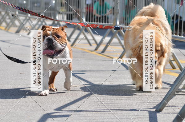 Buy your photos of the event2� Pet Run Shopping Eldorado  on Fotop