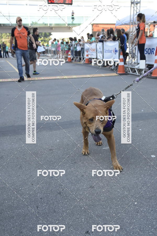 Buy your photos of the event2 Pet Run Shopping Eldorado  on Fotop
