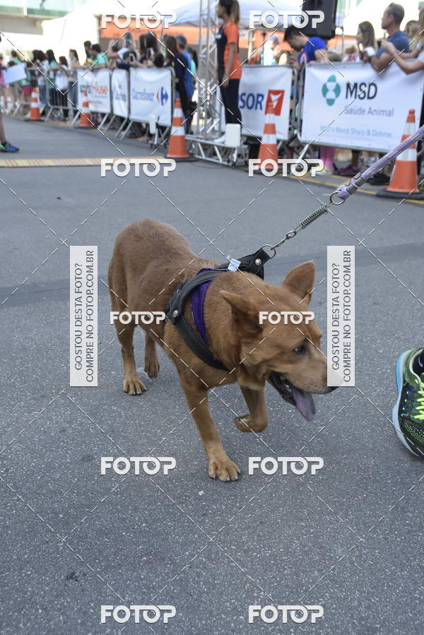 Buy your photos of the event2 Pet Run Shopping Eldorado  on Fotop